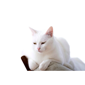 A Peaceful White Cat Lounging On A Sofa Backrest In A Bright Room. Perfect For Pet Lovers. 13623 - Cat PNG image with transparent background